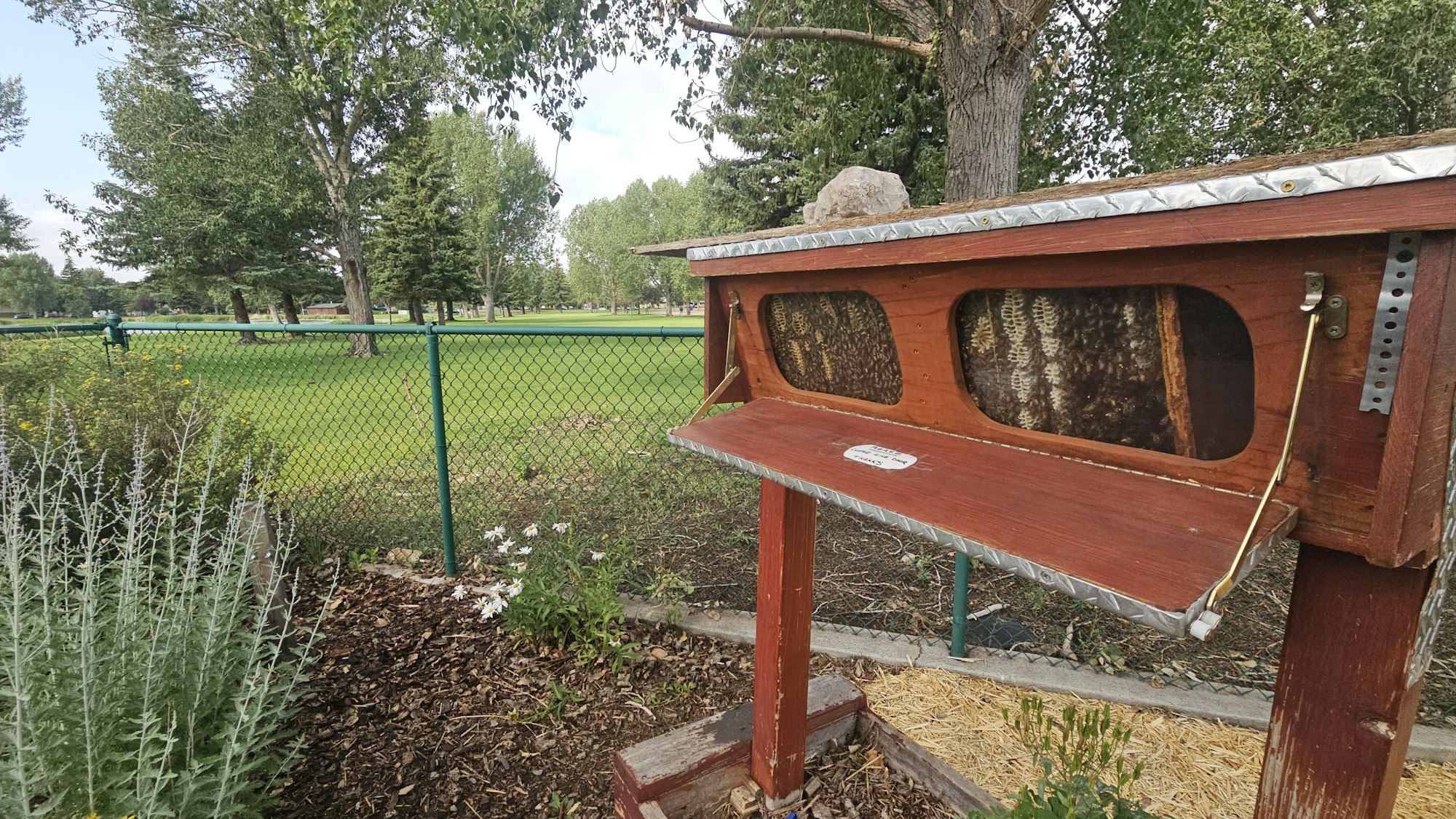 An outdoor honeybee hive display case with bees, near a fence and greenery.