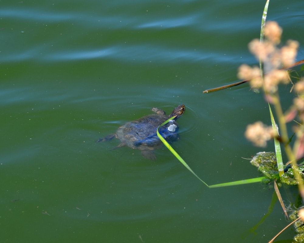 May contain: turtle, reptile, animal, and sea life