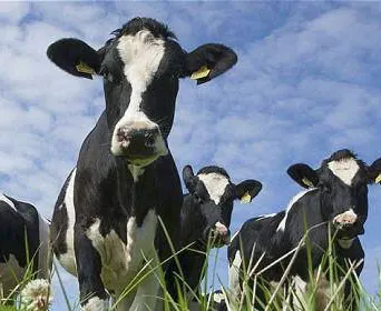 A group of black and white cows standing in a grassy field under a blue sky with some clouds.