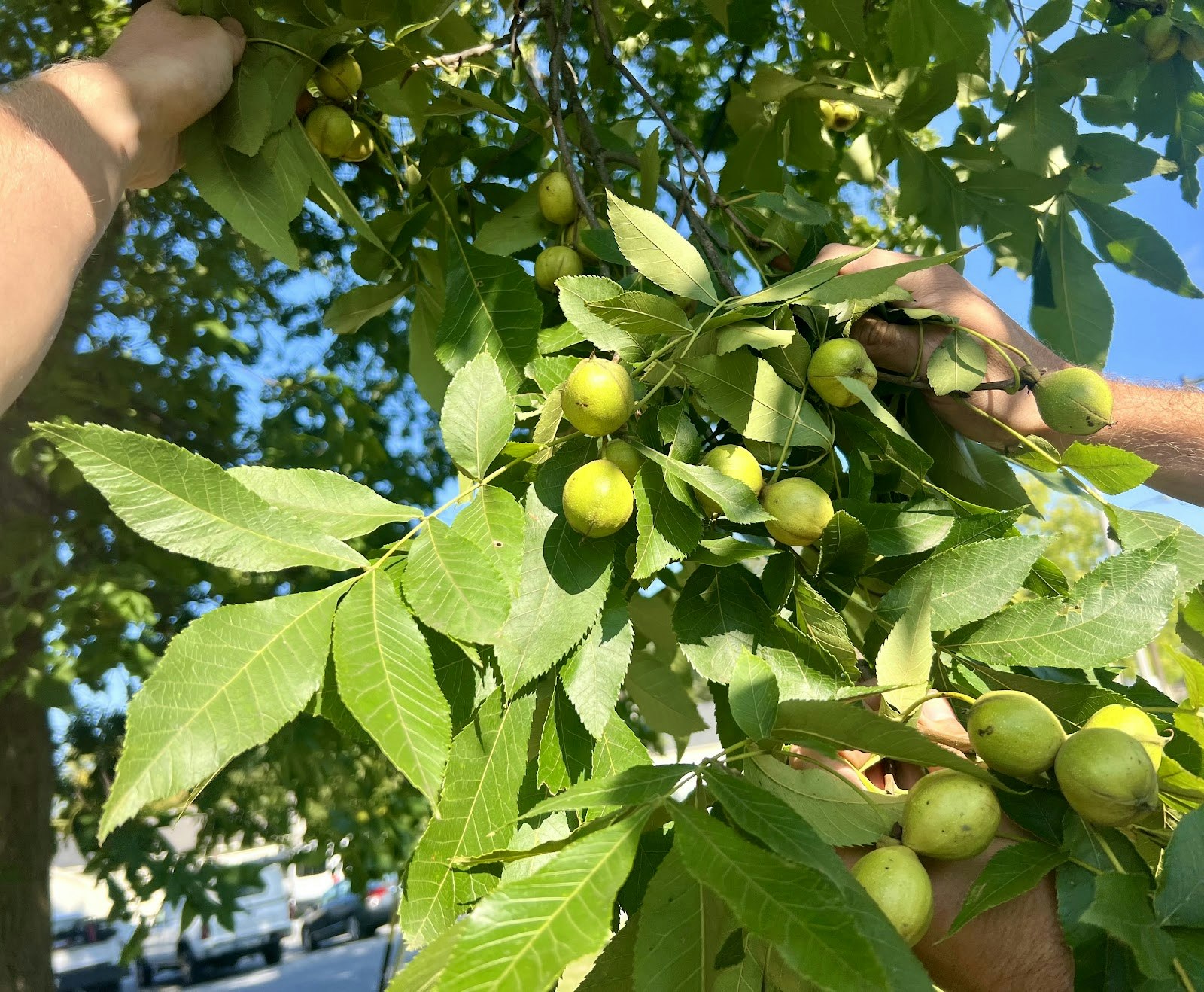 Hands picking green fruits from a tree branch.