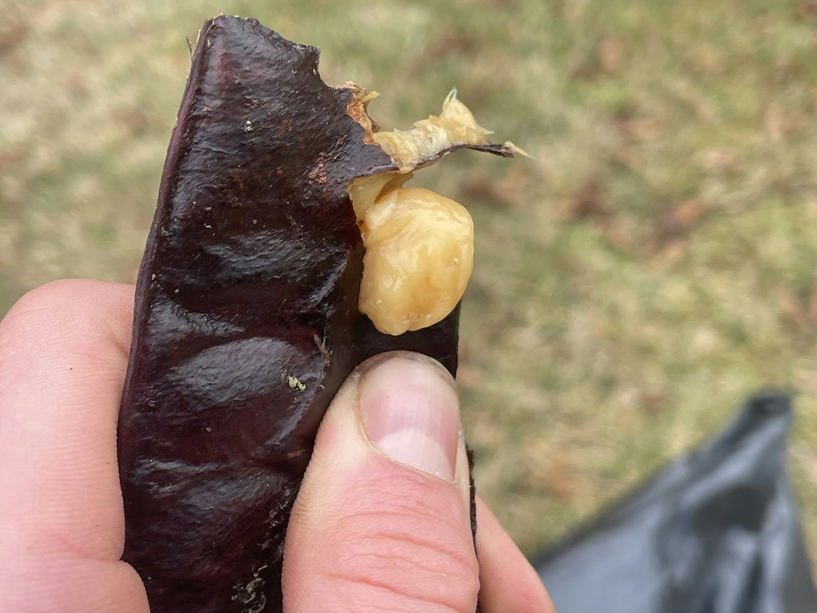 A hand holding a dark, dried pod with a partly exposed, golden-yellow interior.
