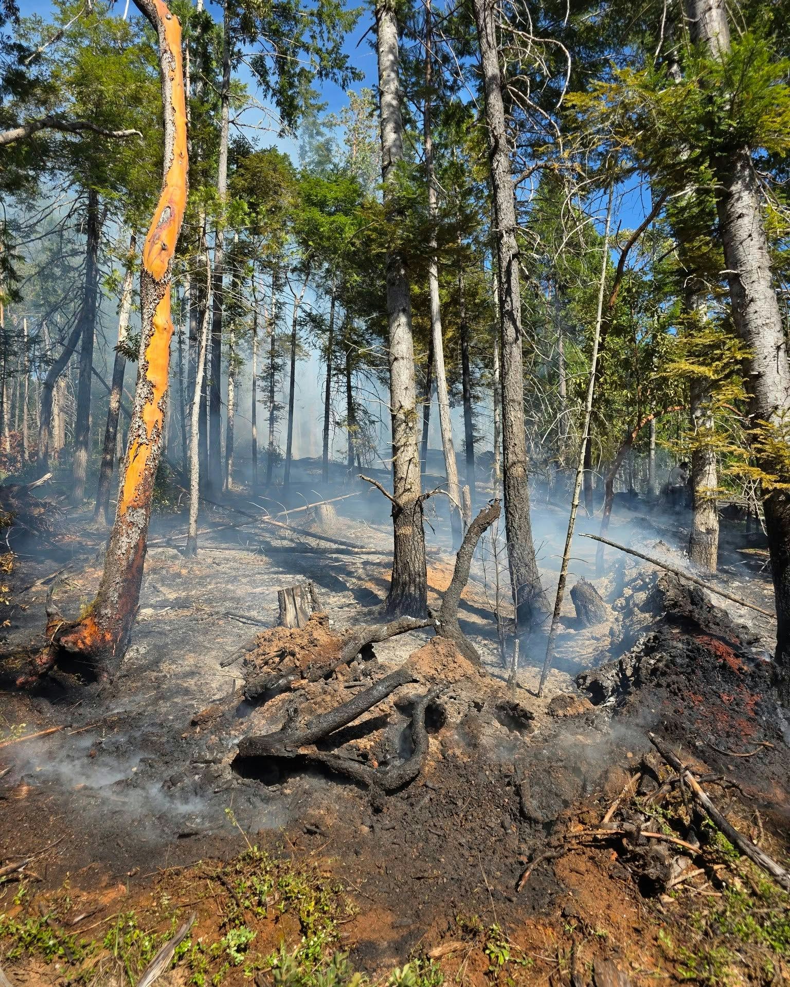 A forest area with smoke, charred trees, and burnt ground, suggesting the aftermath of a fire.