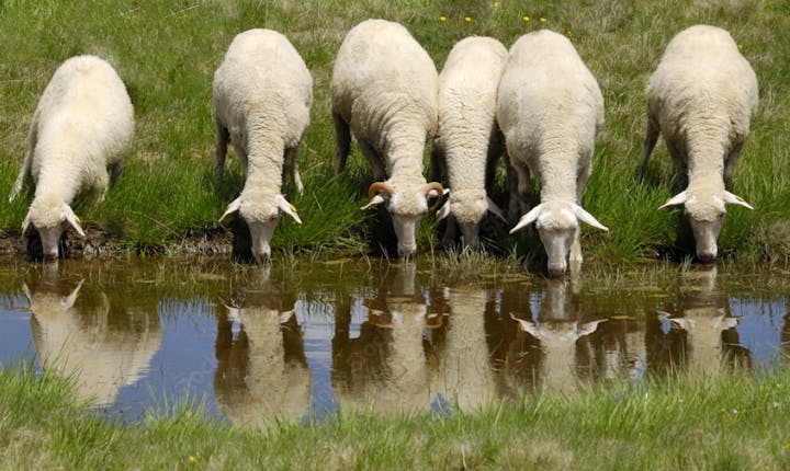 May contain: field, grassland, nature, outdoors, countryside, grazing, farm, pasture, rural, animal, livestock, mammal, sheep, and ranch