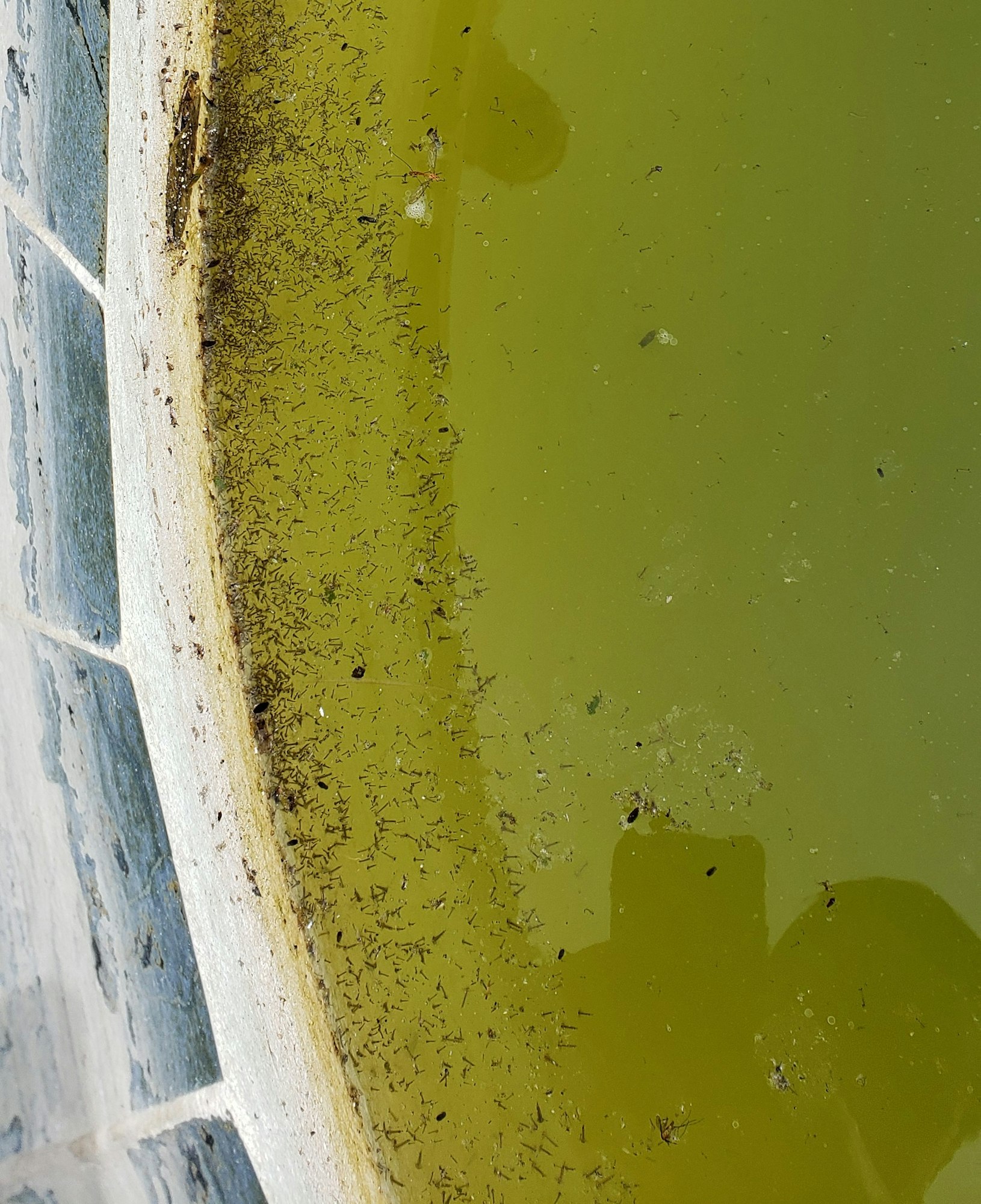 May contain: green swimming pool, algae and plant