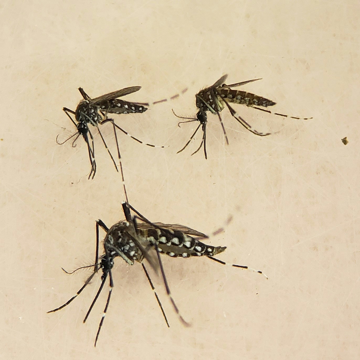 May contain: insect, animal, invertebrate, and mosquito