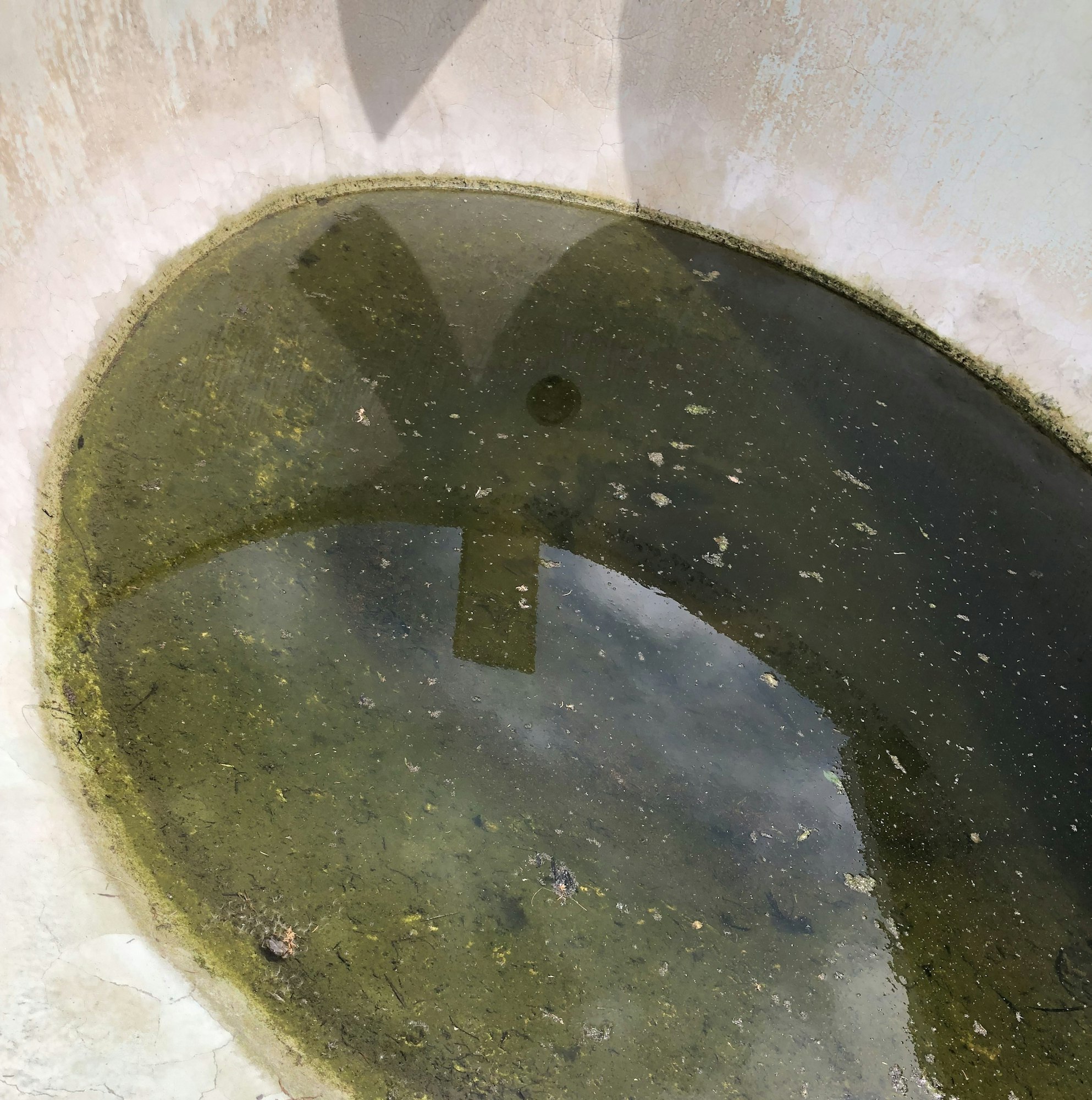 A shadowy reflection in murky water within an oval basin. Green swimming pool.