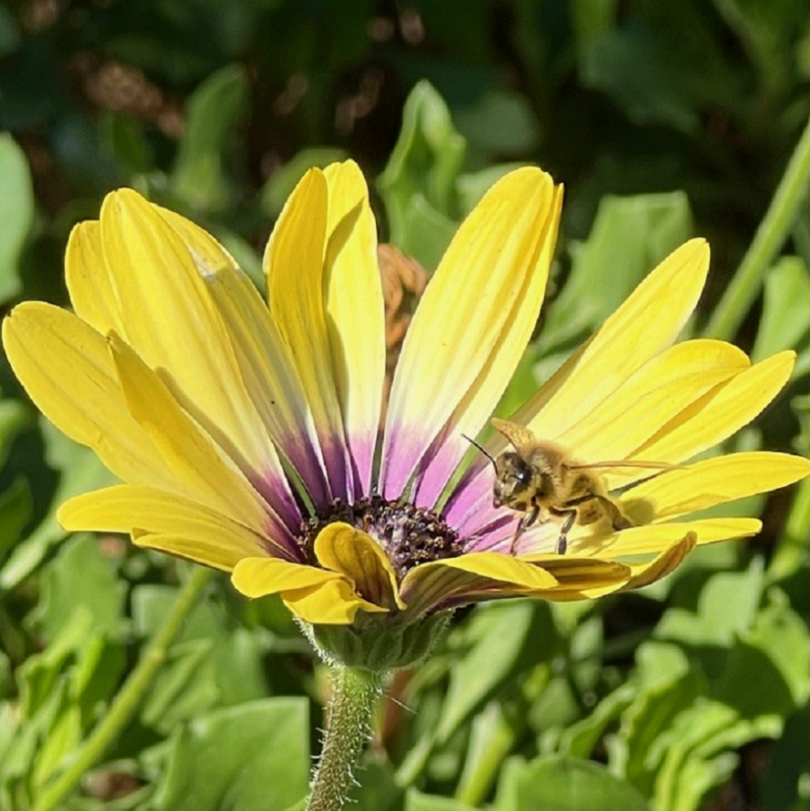 A bee on a yellow flower with a purple center, surrounded by green leaves.