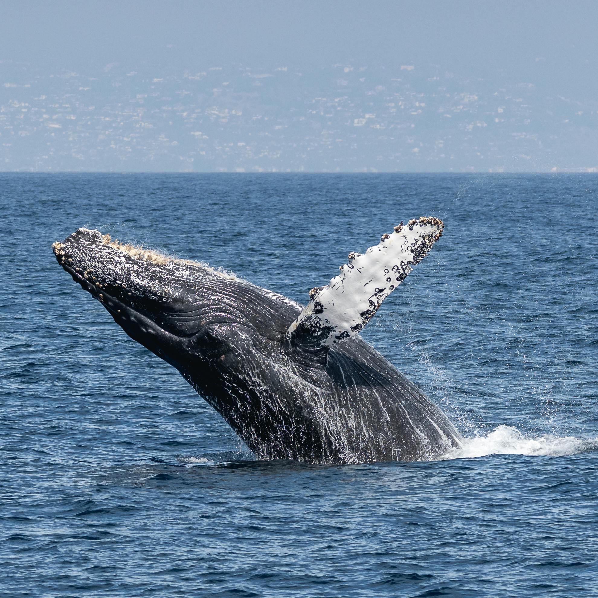 A humpback whale breaches the water, creating a splash against a backdrop of blue ocean and distant land.