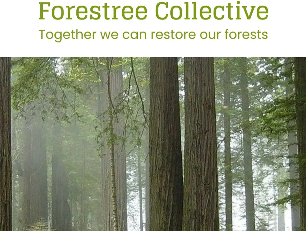 Forestree Collective banner with forest background, slogan: "Together we can restore our forests."