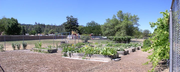 Community Garden - 2021