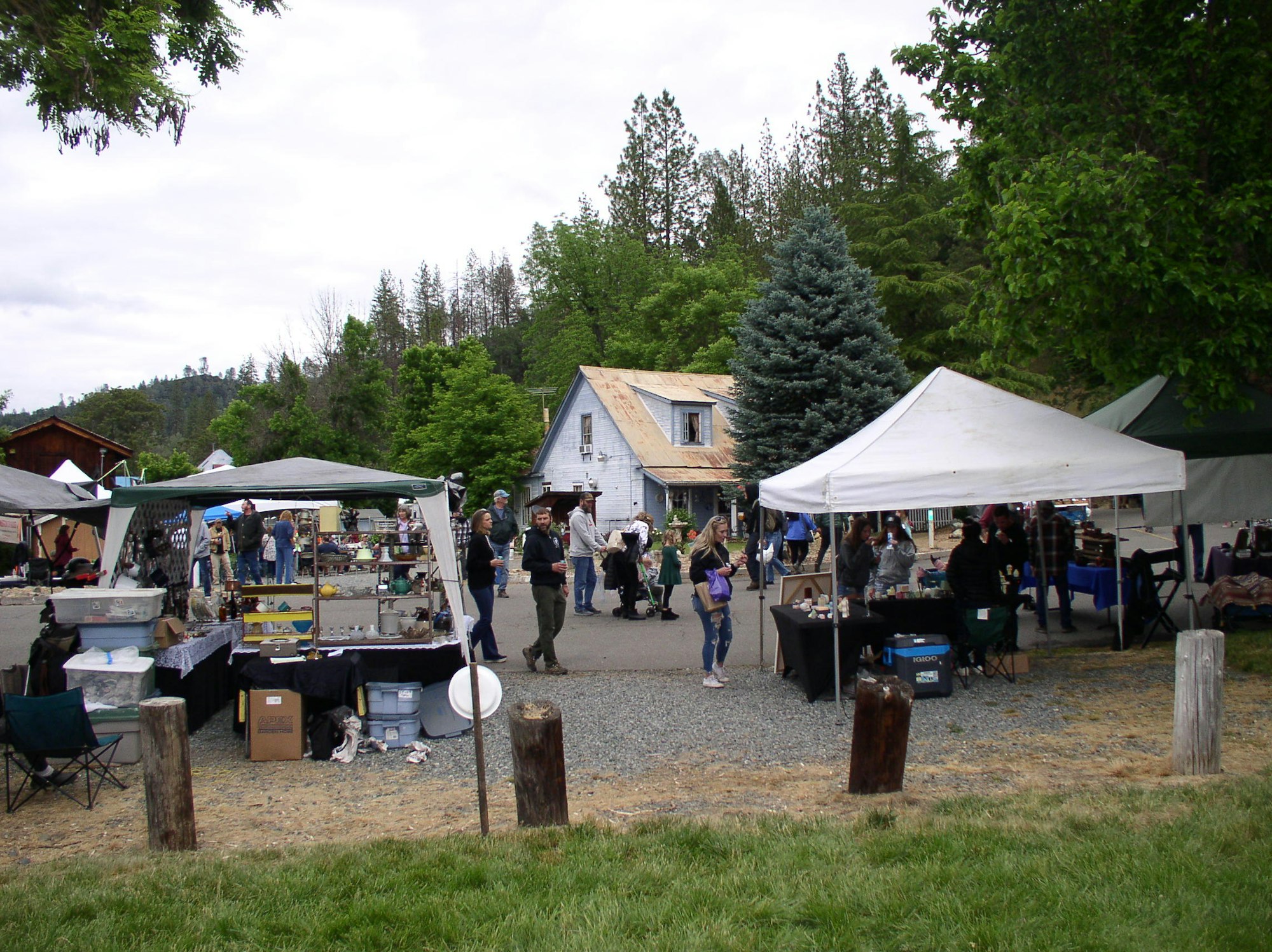 May contain: tree, plant, person, human, fir, abies, tent, and outdoors