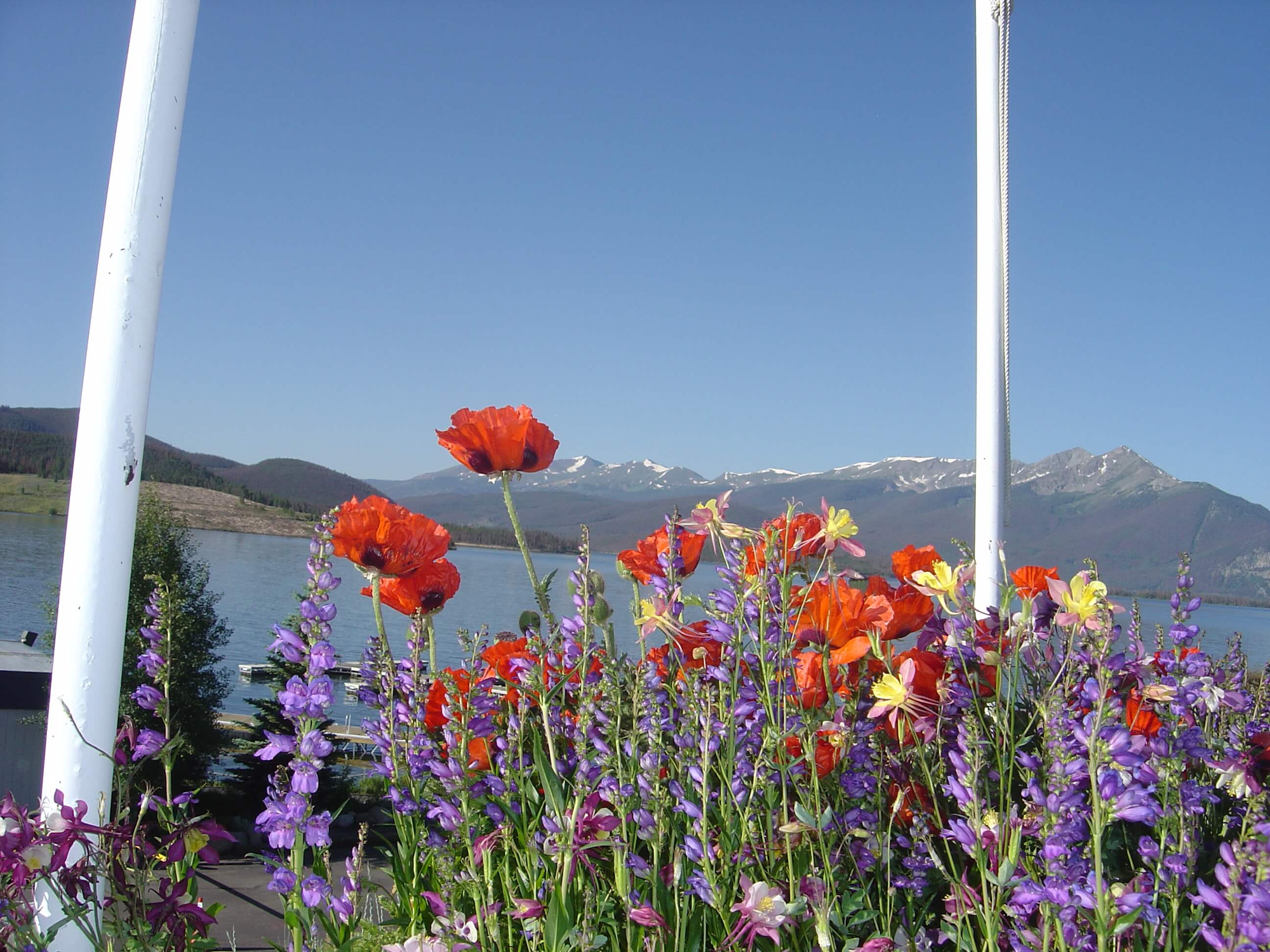 Vivid flowers with a lake and mountains in the background.