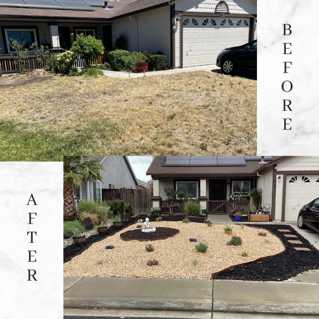 Before and after image of a front yard transformation from dry grass to a landscaped garden with gravel, plants, and a water feature.