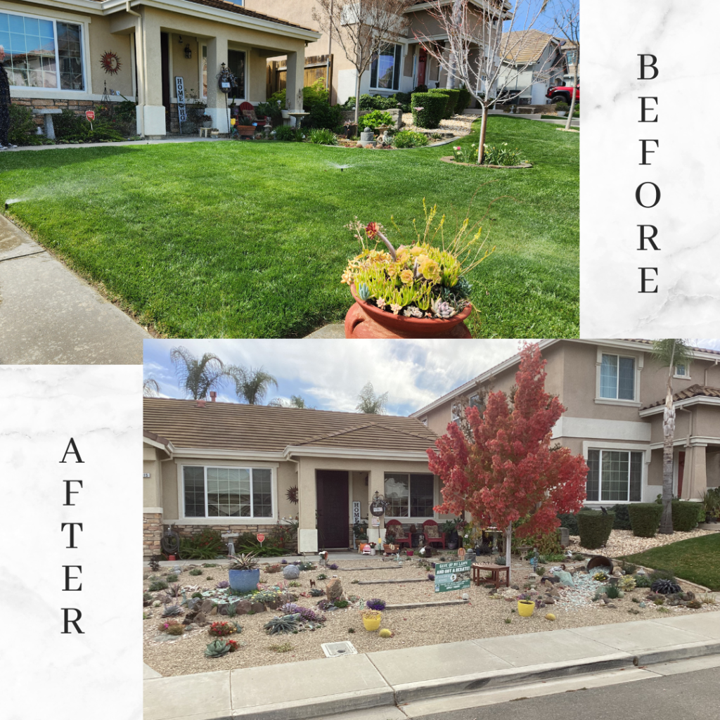 Before: Lawn with green grass. After: Drought-tolerant landscape with rocks and succulents.