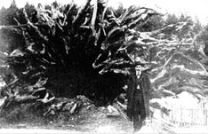 Person next to large fallen tree