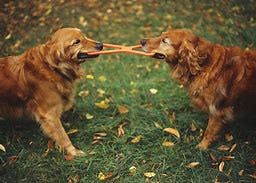 Two golden retrievers are playfully tugging on a stick in a grassy area with fallen leaves.