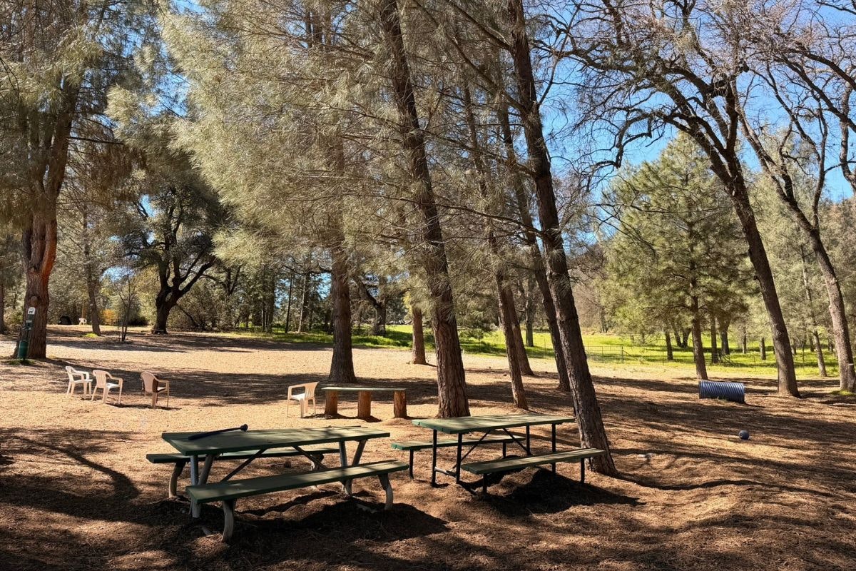 A serene outdoor area with green picnic tables, empty chairs, and tall trees under a blue sky, ideal for gatherings.