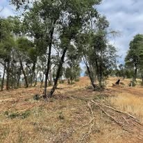 A landscape with scattered trees and dry grass under a cloudy sky, showing signs of clearing or deforestation.