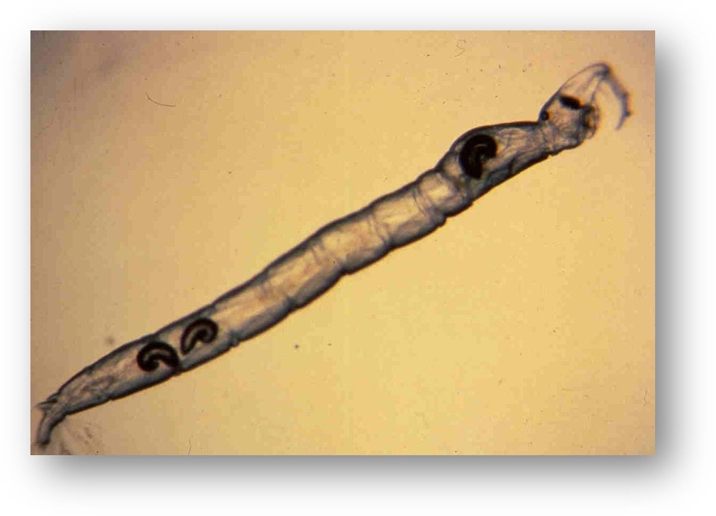 A microscope image of a larva or worm-like organism on a light background.