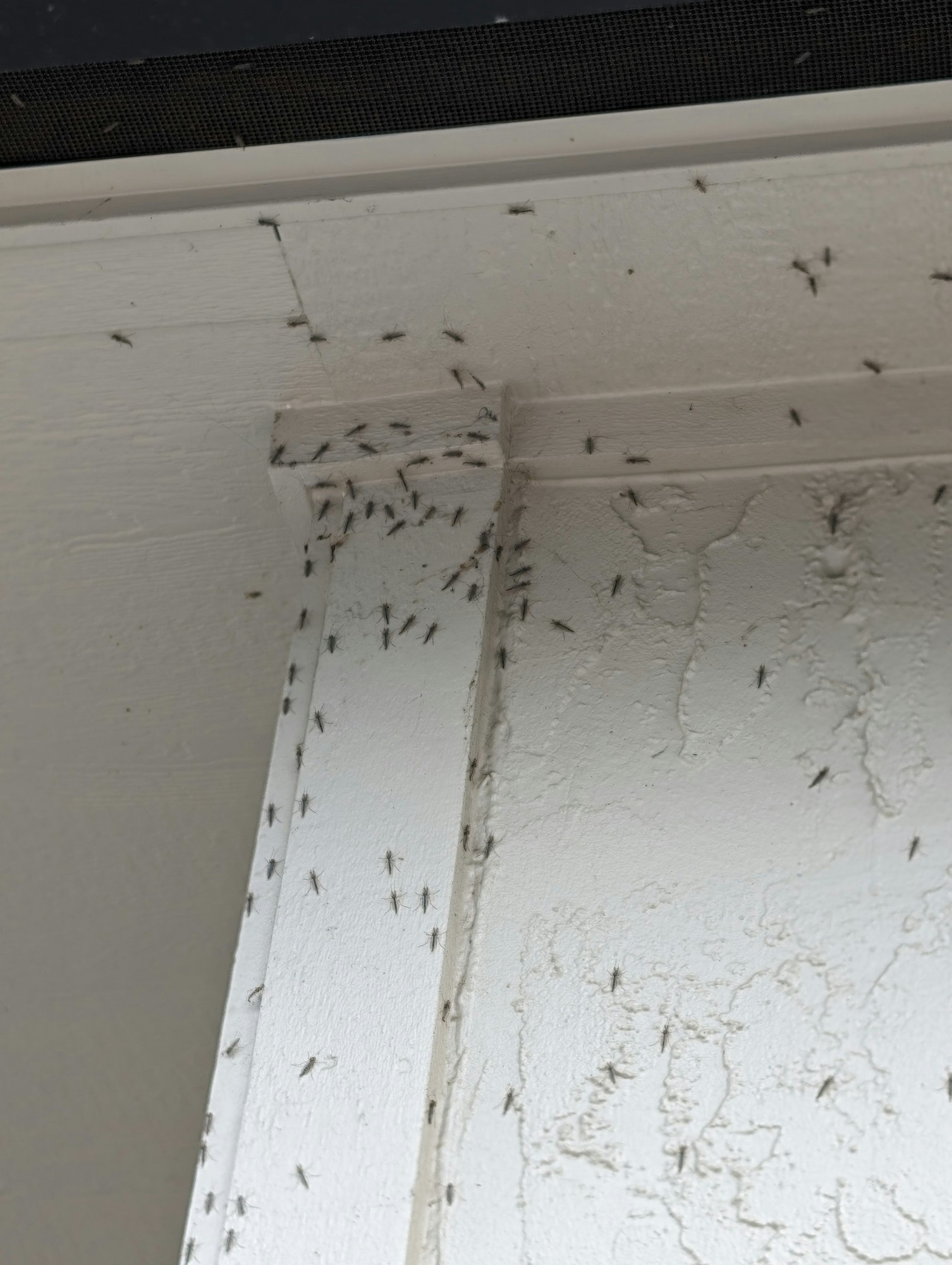 A ceiling corner swarming with many insects, possibly mosquitoes.