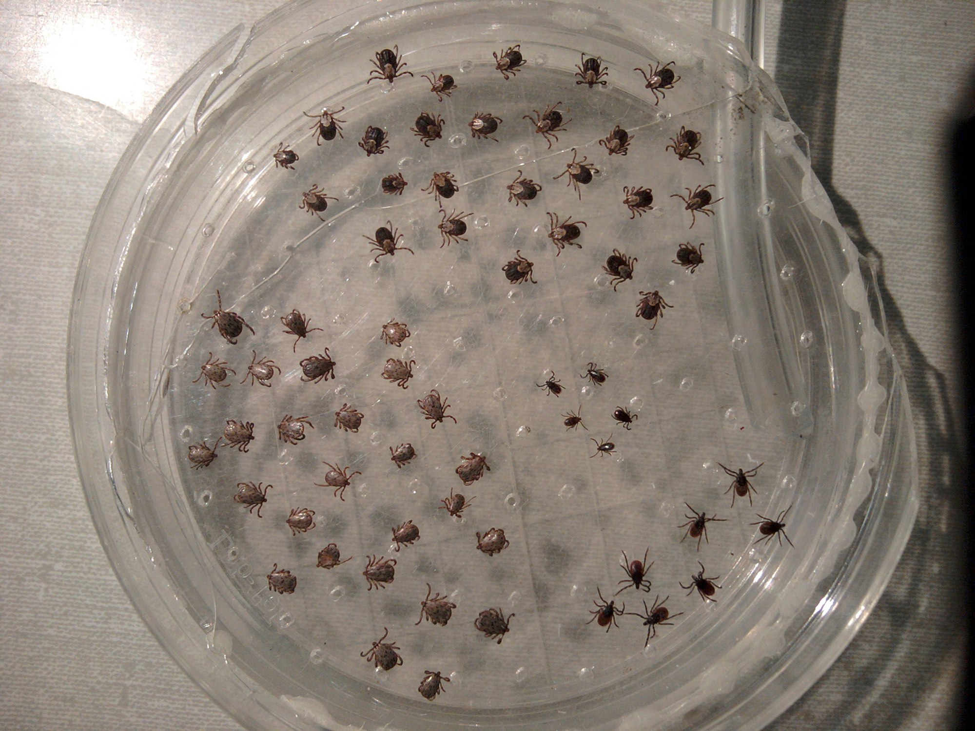 Contains adult and immature ticks