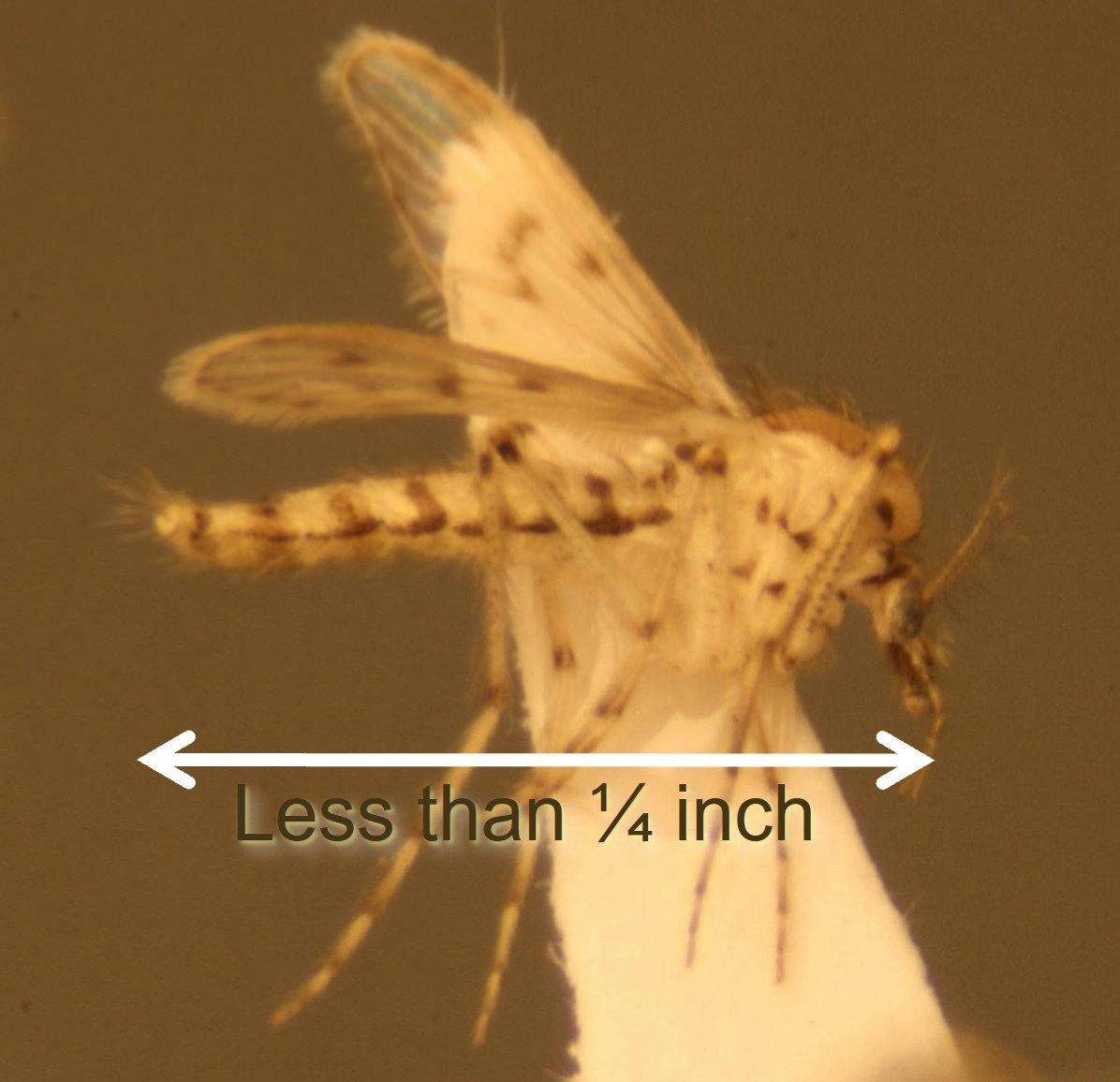 A close-up of a tiny insect, less than 1/4 inch in size, on a white surface.
