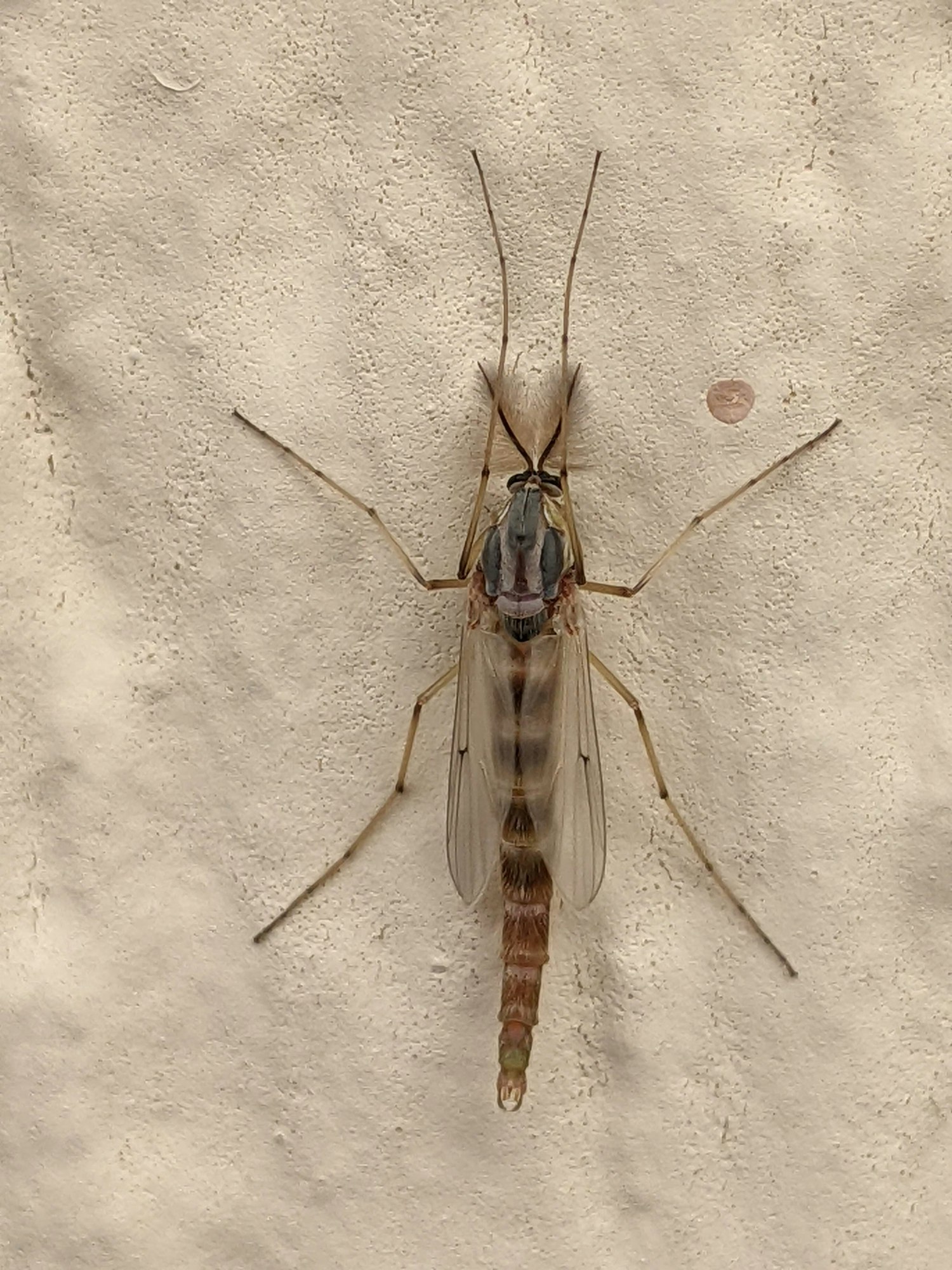 May contain: insect, invertebrate, and animal