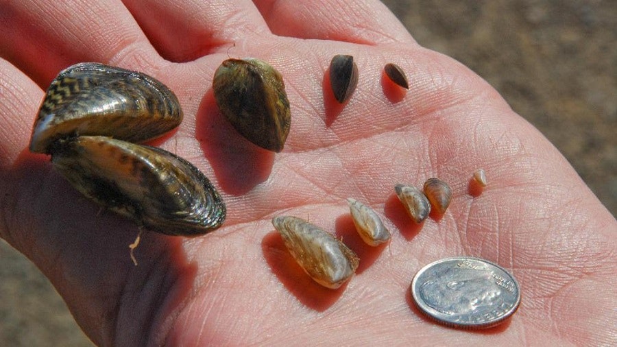 A hand holding various sizes of mussels next to a coin for scale.
