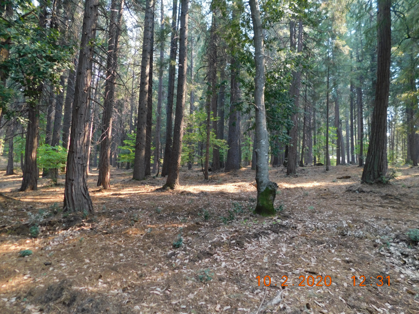 May contain: vegetation, plant, woodland, nature, outdoors, forest, tree, land, ground, and grove