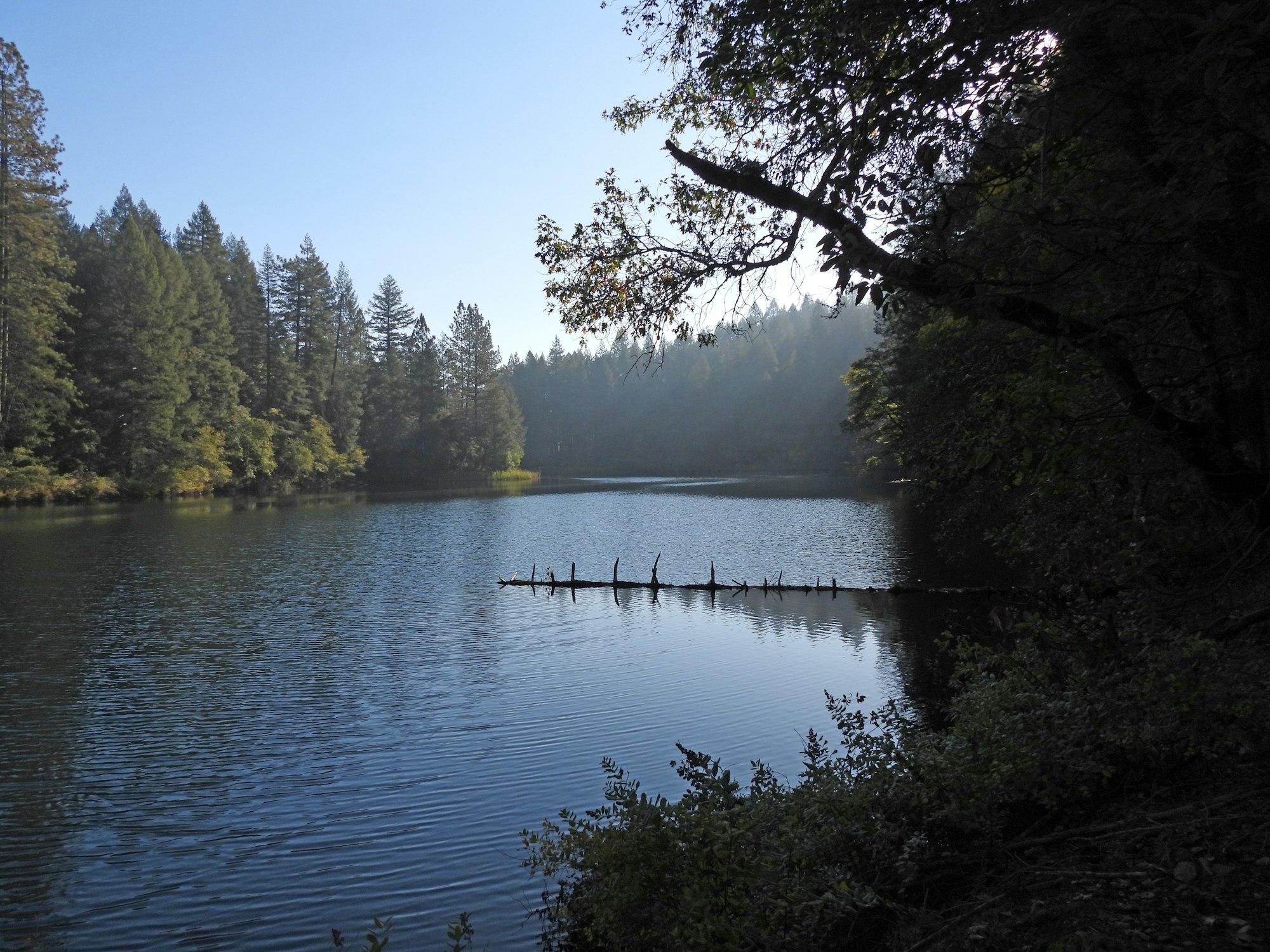A serene lake surrounded by forest with sunlight filtering through trees, reflected water, and a submerged log.
