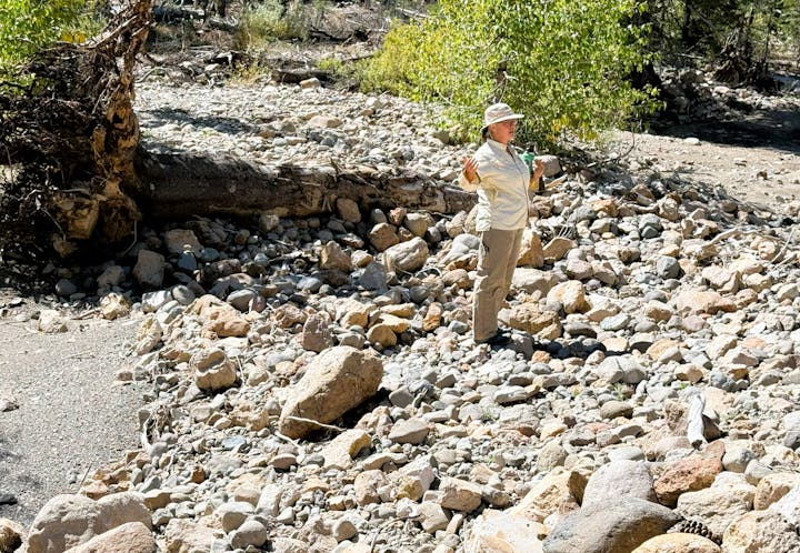 Person in outdoor attire standing on rocky terrain next to a fallen tree, surrounded by trees and sunlight.