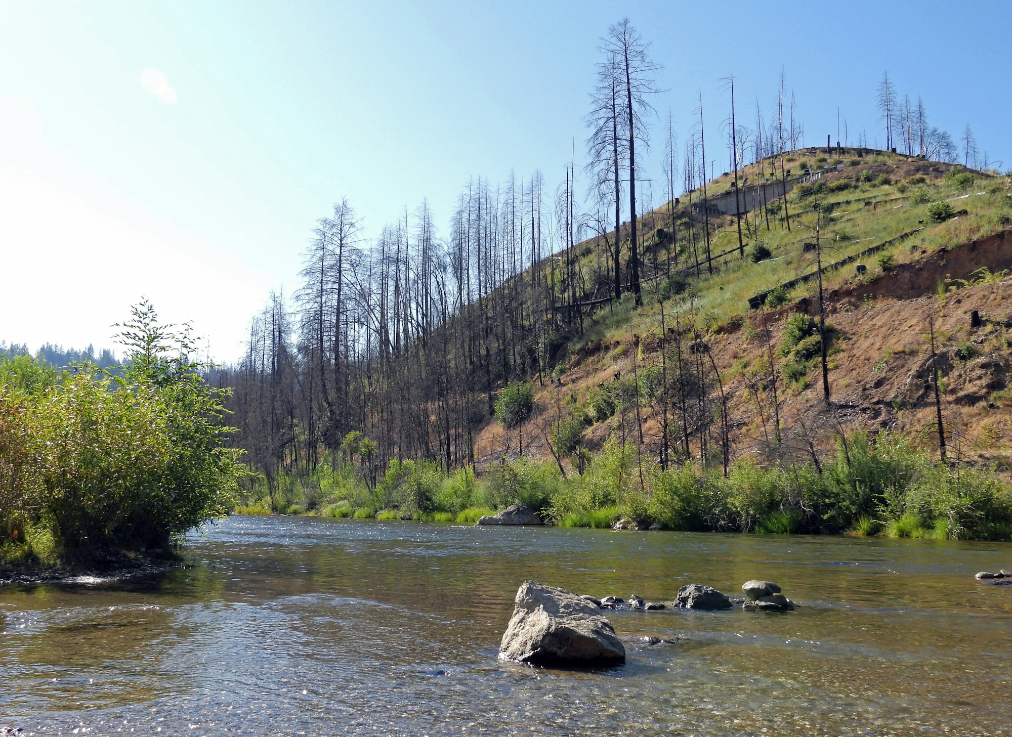 May contain: plant, tree, fir, nature, outdoors, wilderness, creek, stream, water, land, and scenery