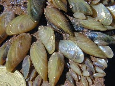 Cluster of small, brownish mussels attached to a surface, with a coin for scale.