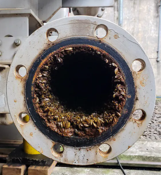 A water pipe filled with invasive mussels