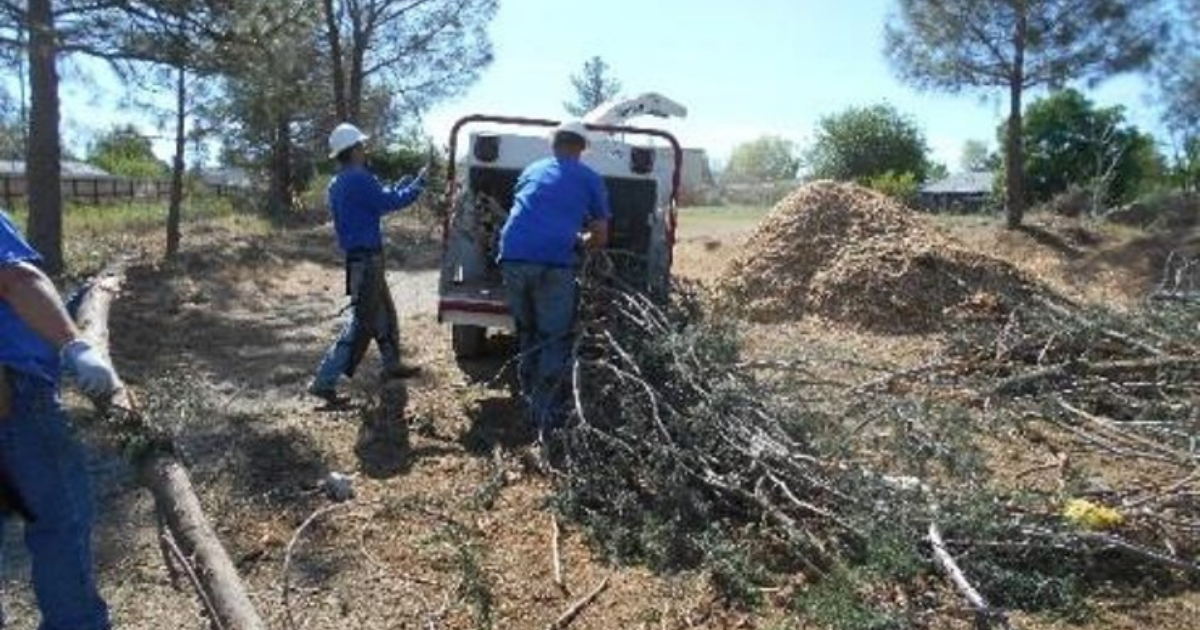 NID employees working on forest thinning