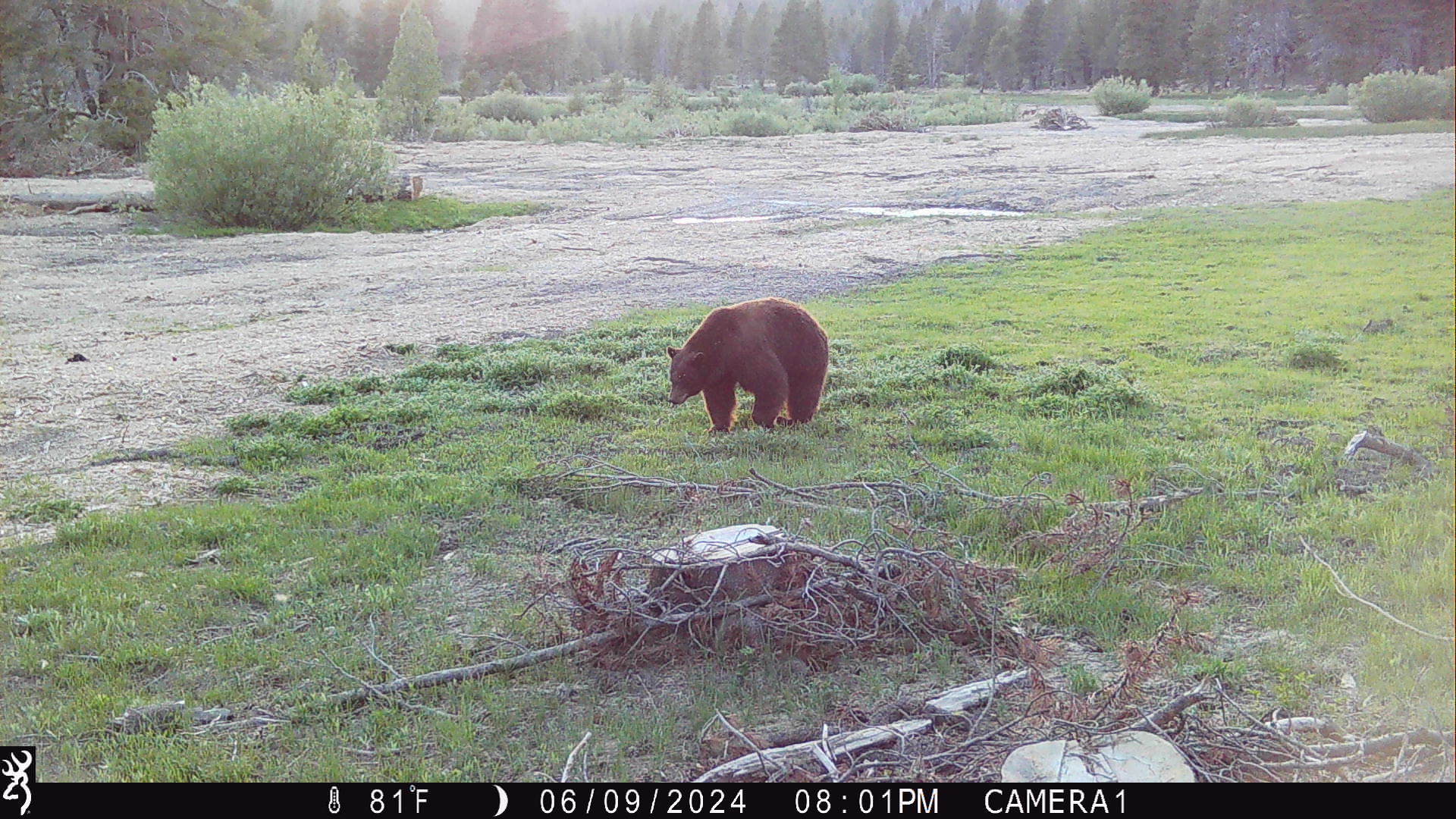 A brown bear is walking on grass in a forested area during the evening.