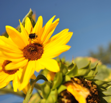 A vibrant yellow sunflower in bloom, with a bee gathering nectar under a clear blue sky.