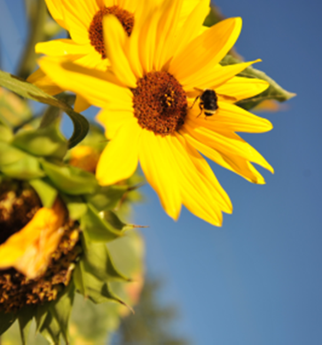 A vibrant yellow sunflower in bloom, with a bee gathering nectar under a clear blue sky.