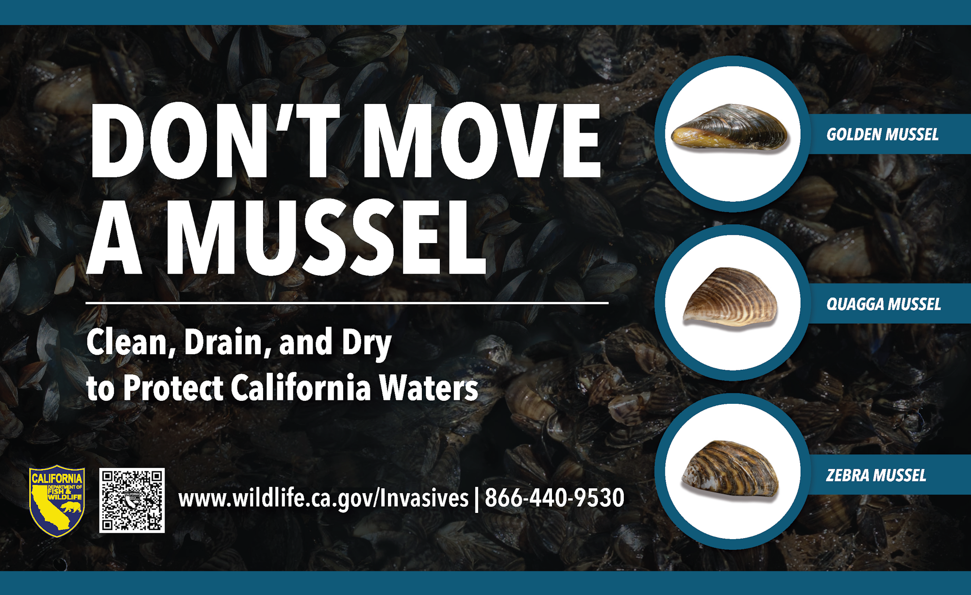 "Don’t Move a Mussel" poster urging cleaning, draining, and drying to protect California waters from invasive mussel species.