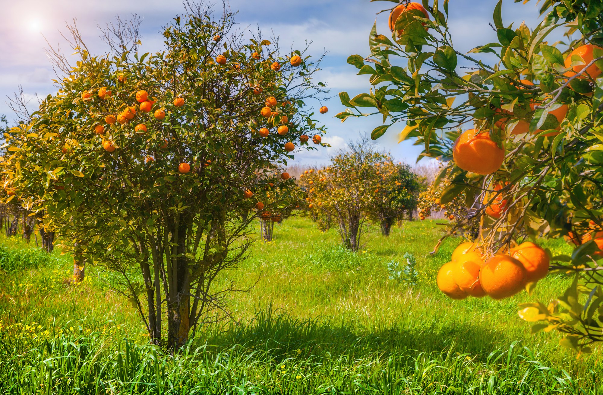 May contain: plant, orange, citrus fruit, fruit, food, produce, and persimmon