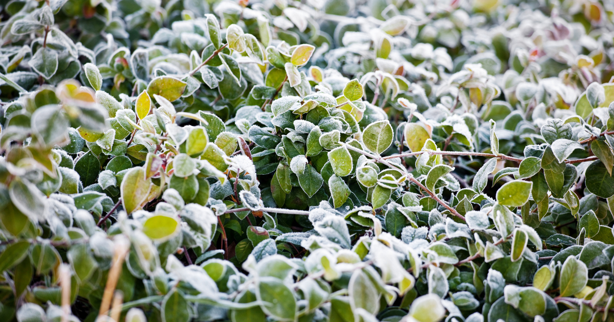 May contain: ice, weather, nature, outdoors, frost, snow, plant, and leaf