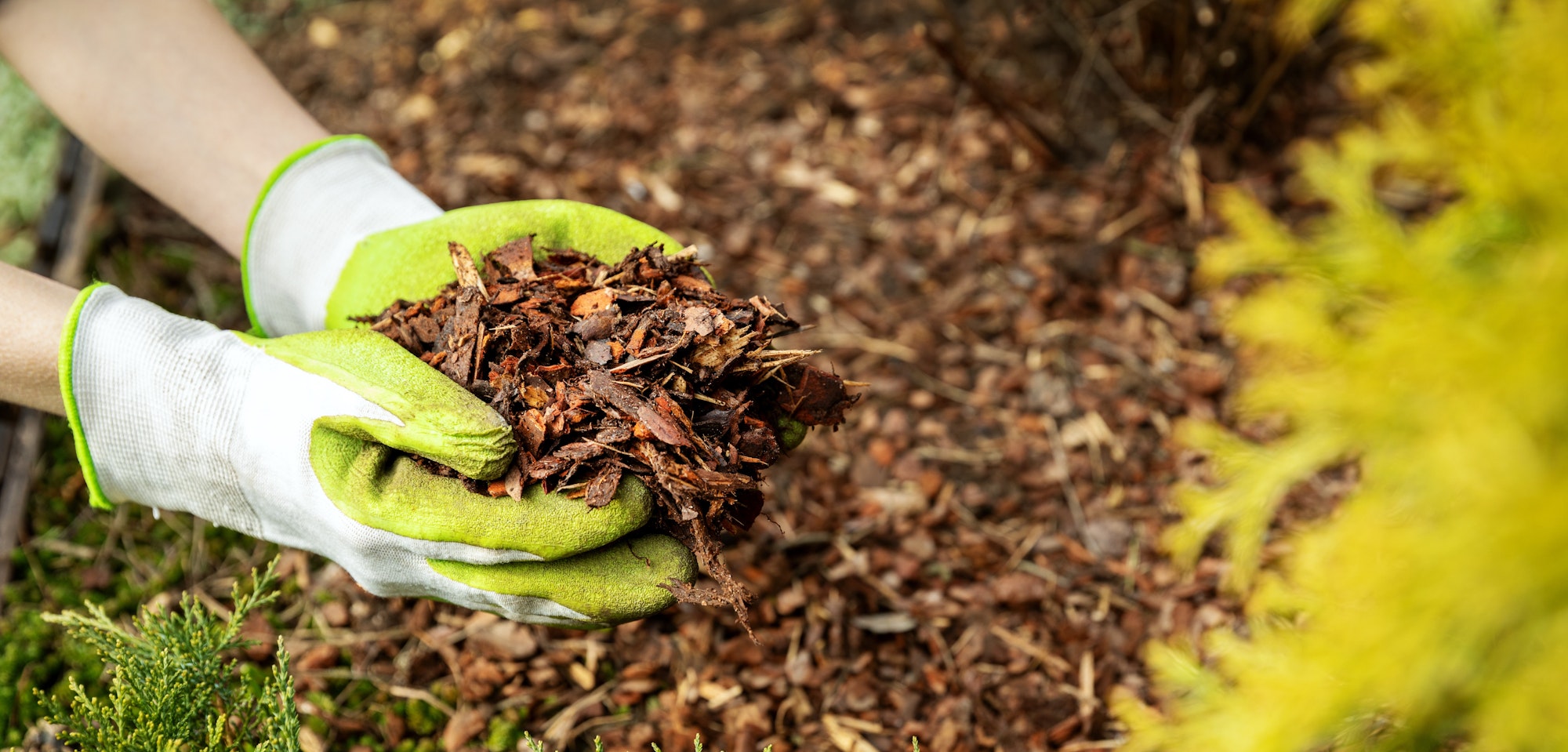 May contain: clothing, glove, garden, nature, outdoors, tobacco, person, and soil