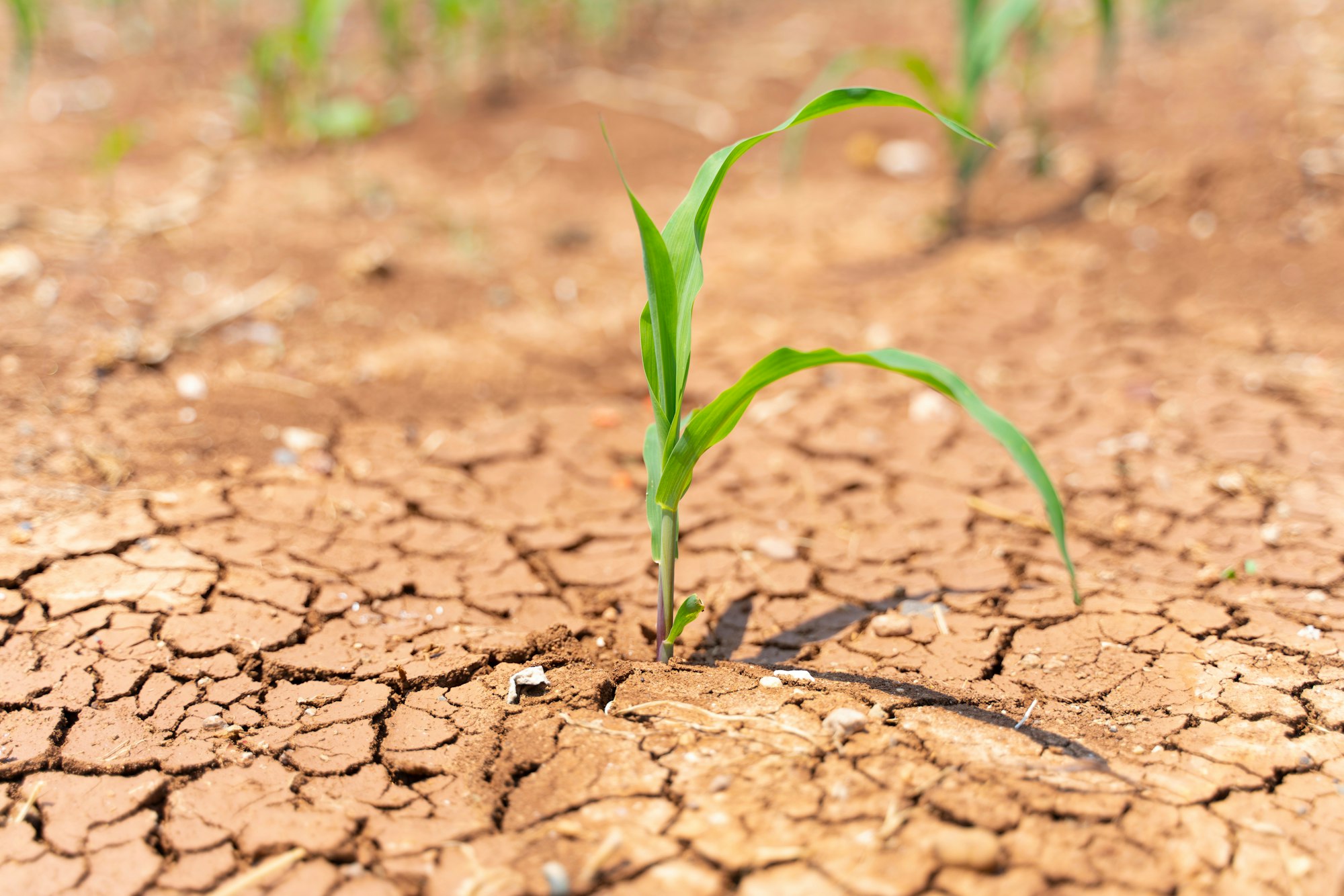 corn crop utilizing dry farming