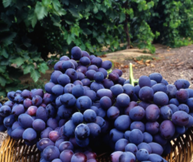 A basket overflowing with fresh, ripe purple grapes, surrounded by green vines in a vineyard setting.