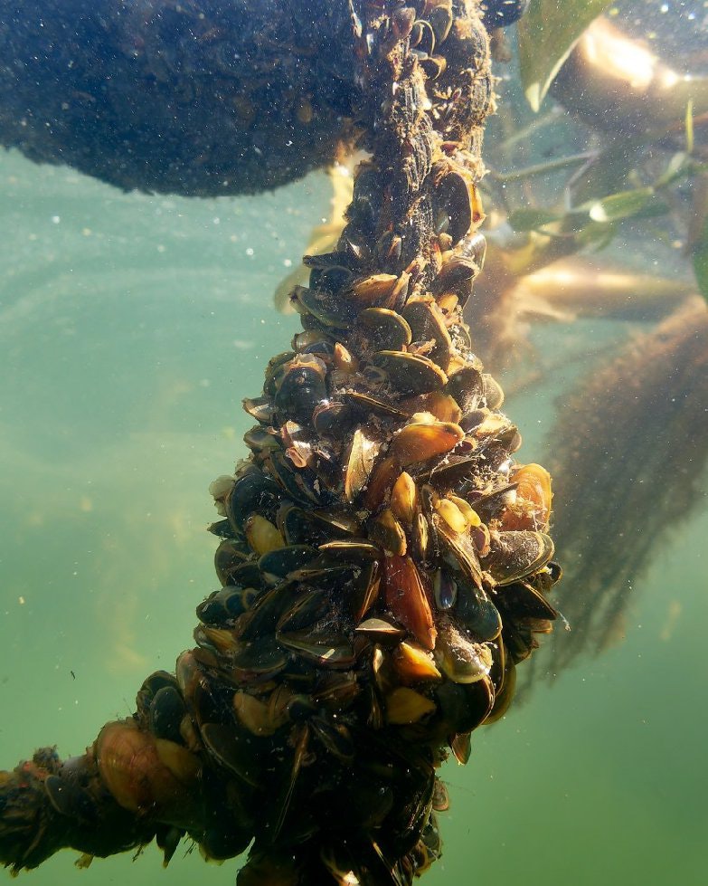 The image shows a cluster of mussels growing on a submerged surface in clear water.