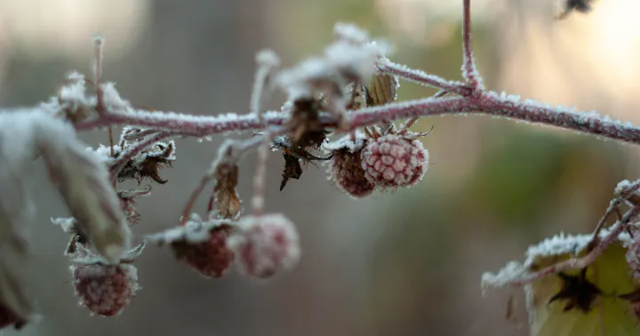 A frosted branch with small berries, capturing a wintery scene with delicate ice crystals.