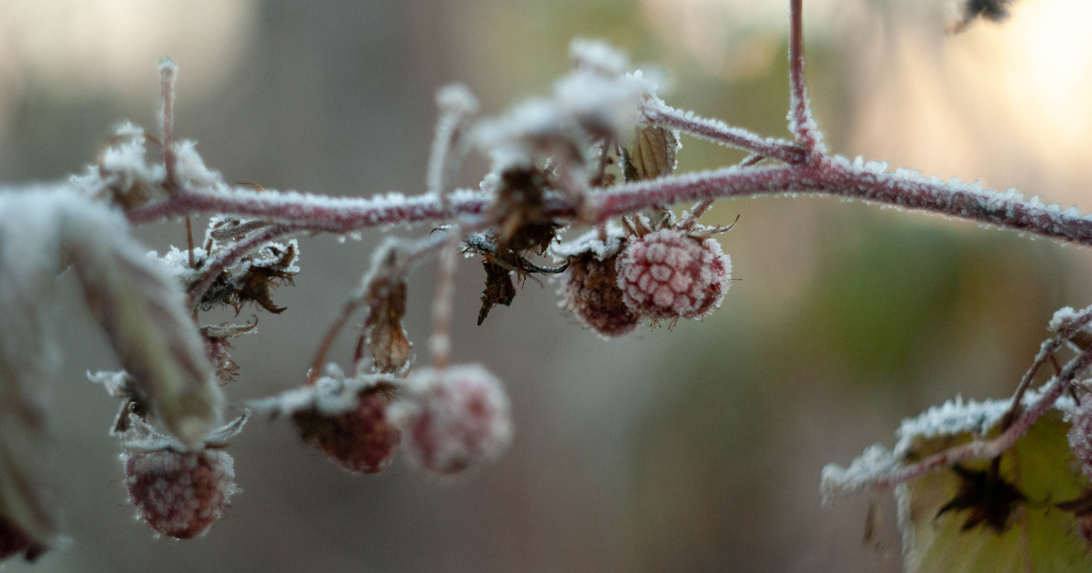 A frosted branch with small berries, capturing a wintery scene with delicate ice crystals.