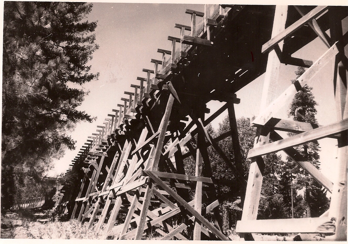 The image shows the wooden structure of a train trestle bridge among trees, captured in black and white.