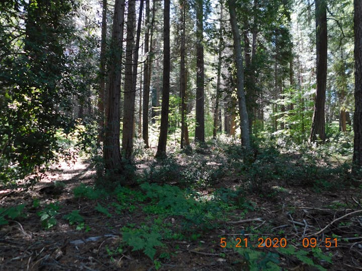 May contain: vegetation, plant, woodland, nature, outdoors, forest, tree, land, grove, and ground