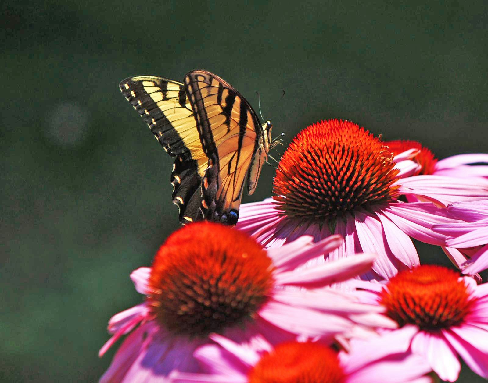 A butterfly on pink coneflowers.